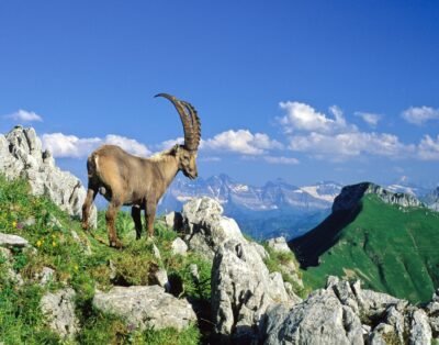 Image de la propriété