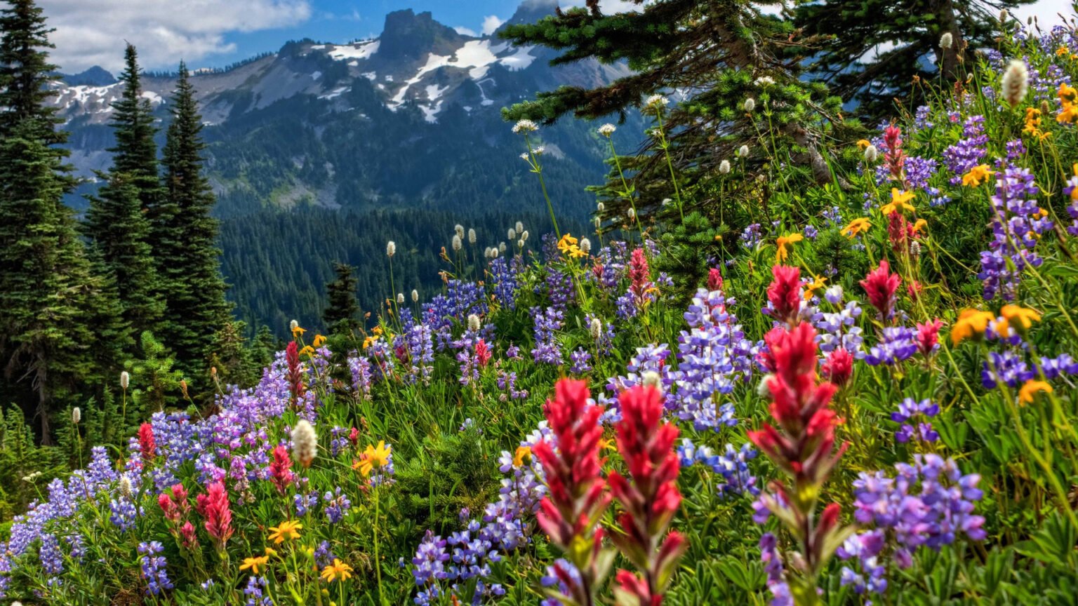 montagne été prairie