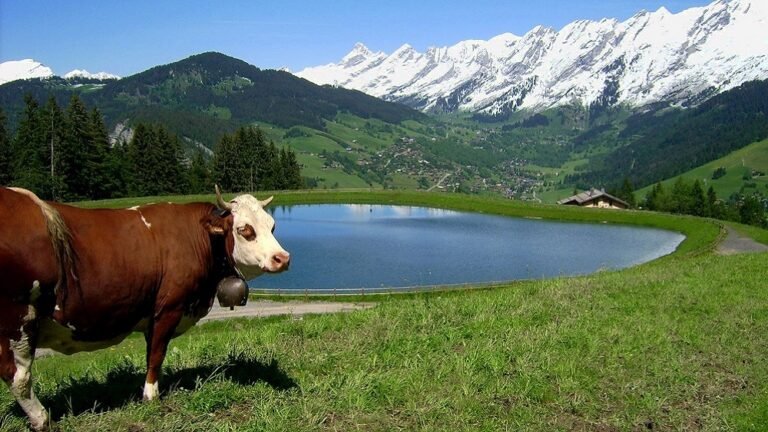 Vache des aravis
